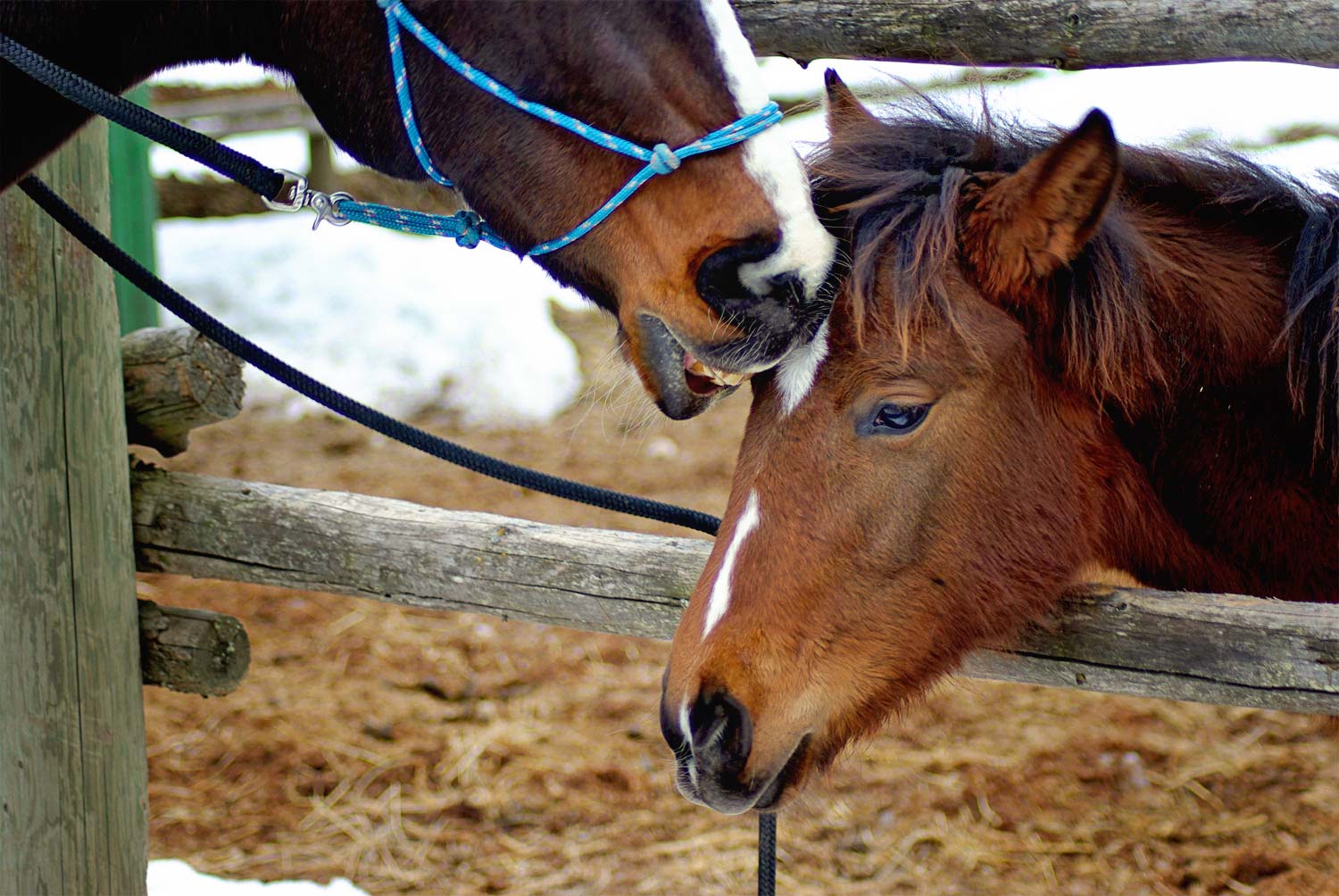 kolya-kisses-baby.jpg