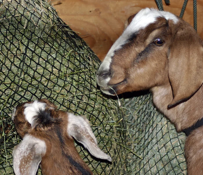 mama-and-baby-goat.jpg