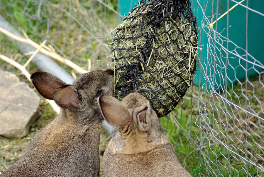 rabbits-eating-from-handy-hay-net.jpg