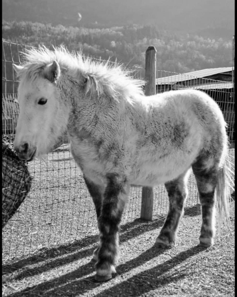 Miniature horses don&rsquo;t require a lot of acreage, nor do they eat near as much as the larger breeds. One bale of hay will usually last one miniature horse for a week. Slow feeder hay nets are great for minis.
It slows down their intake time, so 