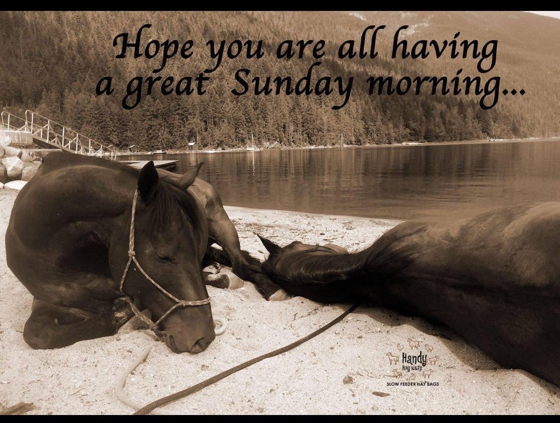 Sundays are for horsing around! 

😎 #trailrides #trailride #horselove #inspire #horseloverforever #horsepower #horse #trails #farmlife #horselife #horseriding #equine #handyhaynets