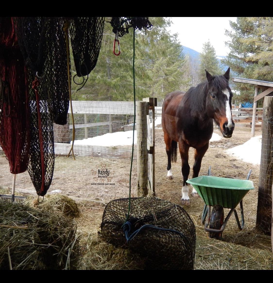 The little things in life that make me smile.
Everyday when I go to the hay shed my guy comes to up and keeps me company. He never misses a day! Once the wheelbarrow is moved, he just comes in and calmly eats and picks at all the hay bags. These are 
