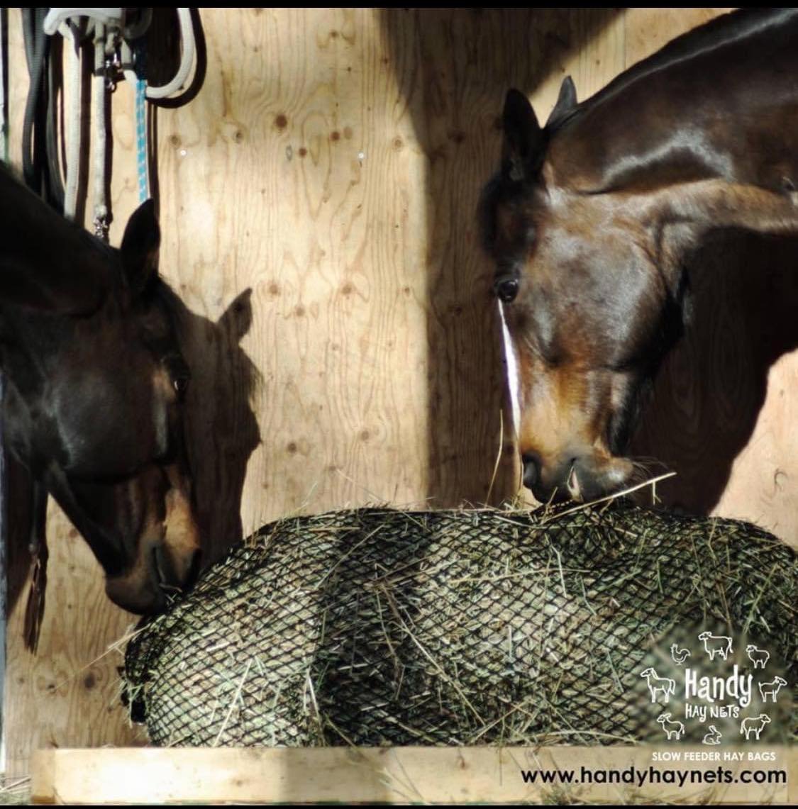 Feed A Horse Like A Horse...All Night Long
by PhD Juliet M. Getty
True or false? Horses don&rsquo;t need as much hay during the night because they sleep. False, and dangerous. Equine nutrition expert Dr. Juliet Getty frequently has to bust this myth.
