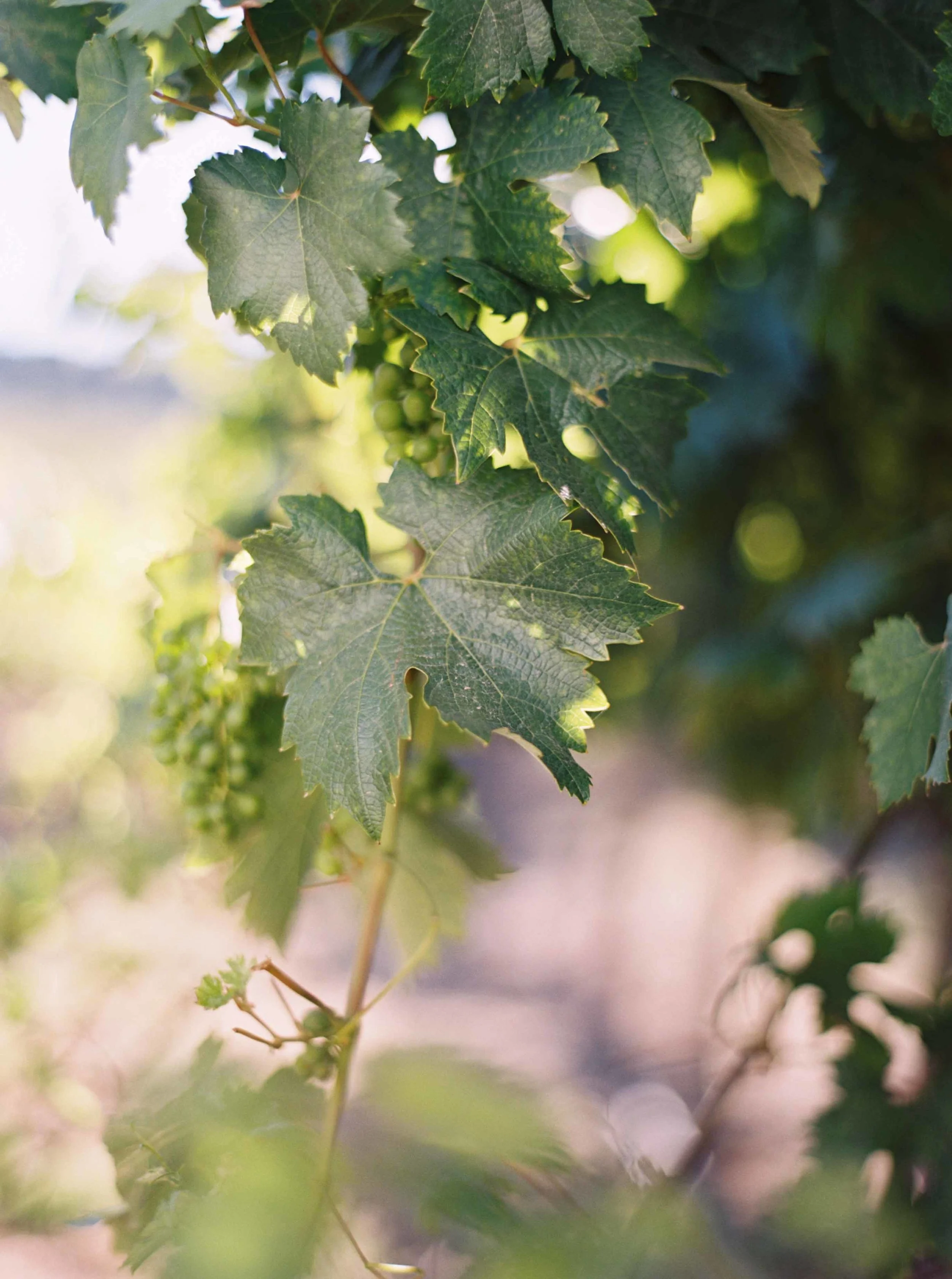 VineyardHammersky20150824_4083.jpg