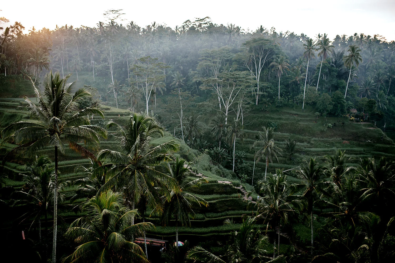 Tegalalang-rice-terrace-bali-engagement 01.jpg