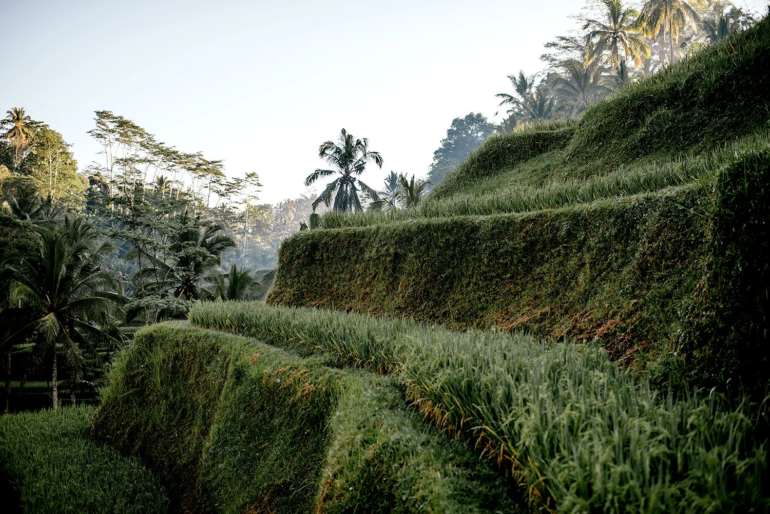 Tegalalang-rice-terrace-bali-engagement 13.jpg