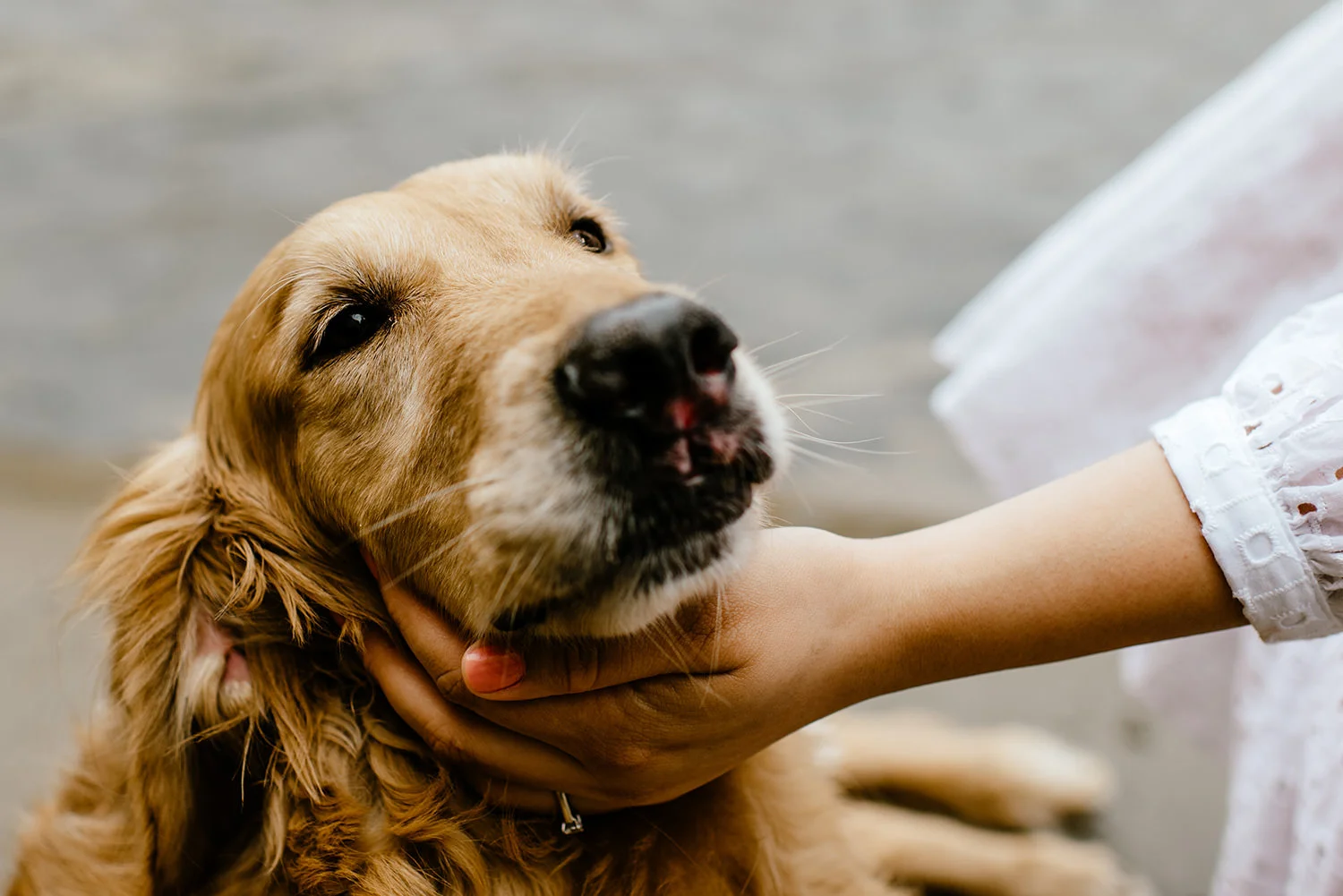 Golden-Retriever-engagement-at-Cape-Kiwanda 007.jpg