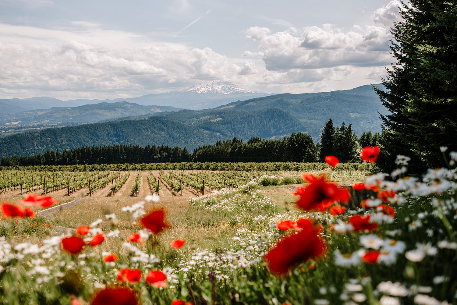 Citrus-inspired-wedding-at-Gorge-Crest-Vineyard-046.jpg