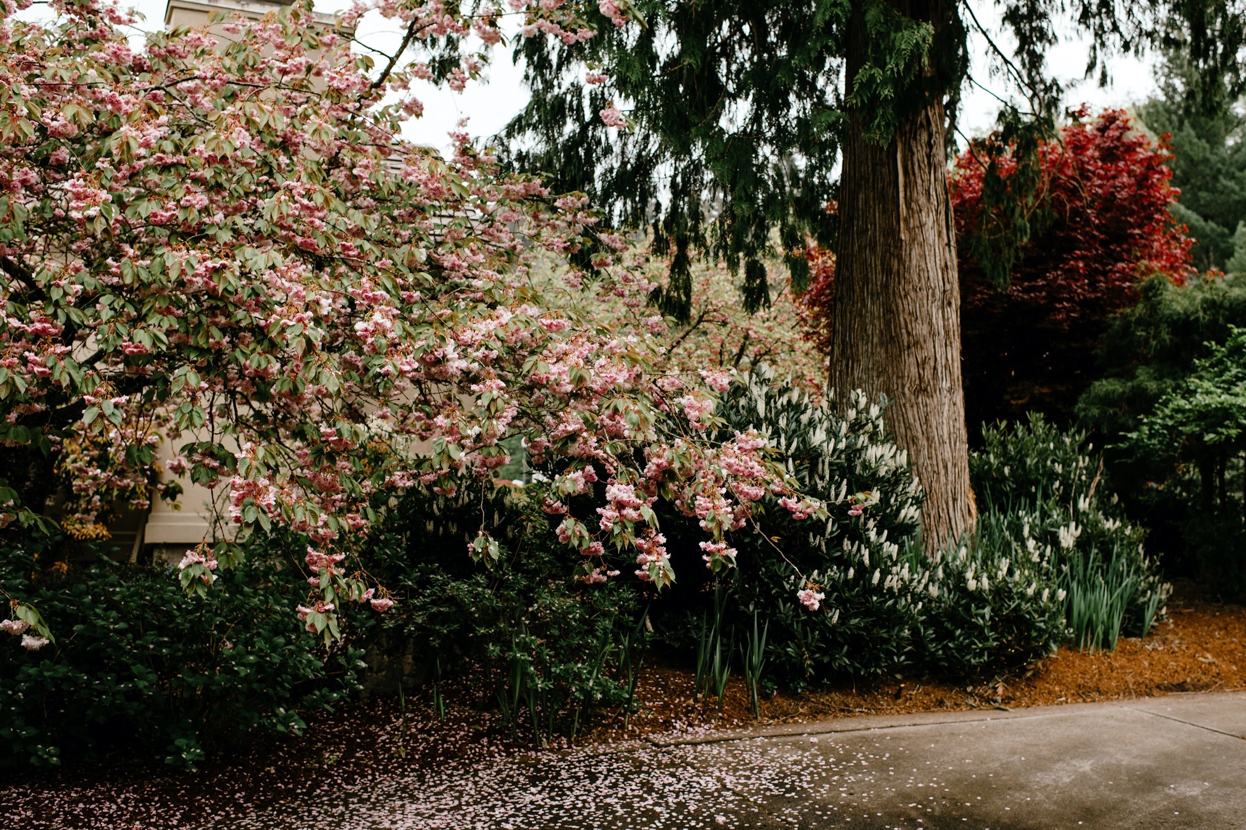 Intimate-Cherry-Blossom-Elopement-Portland-Oregon-002.jpg