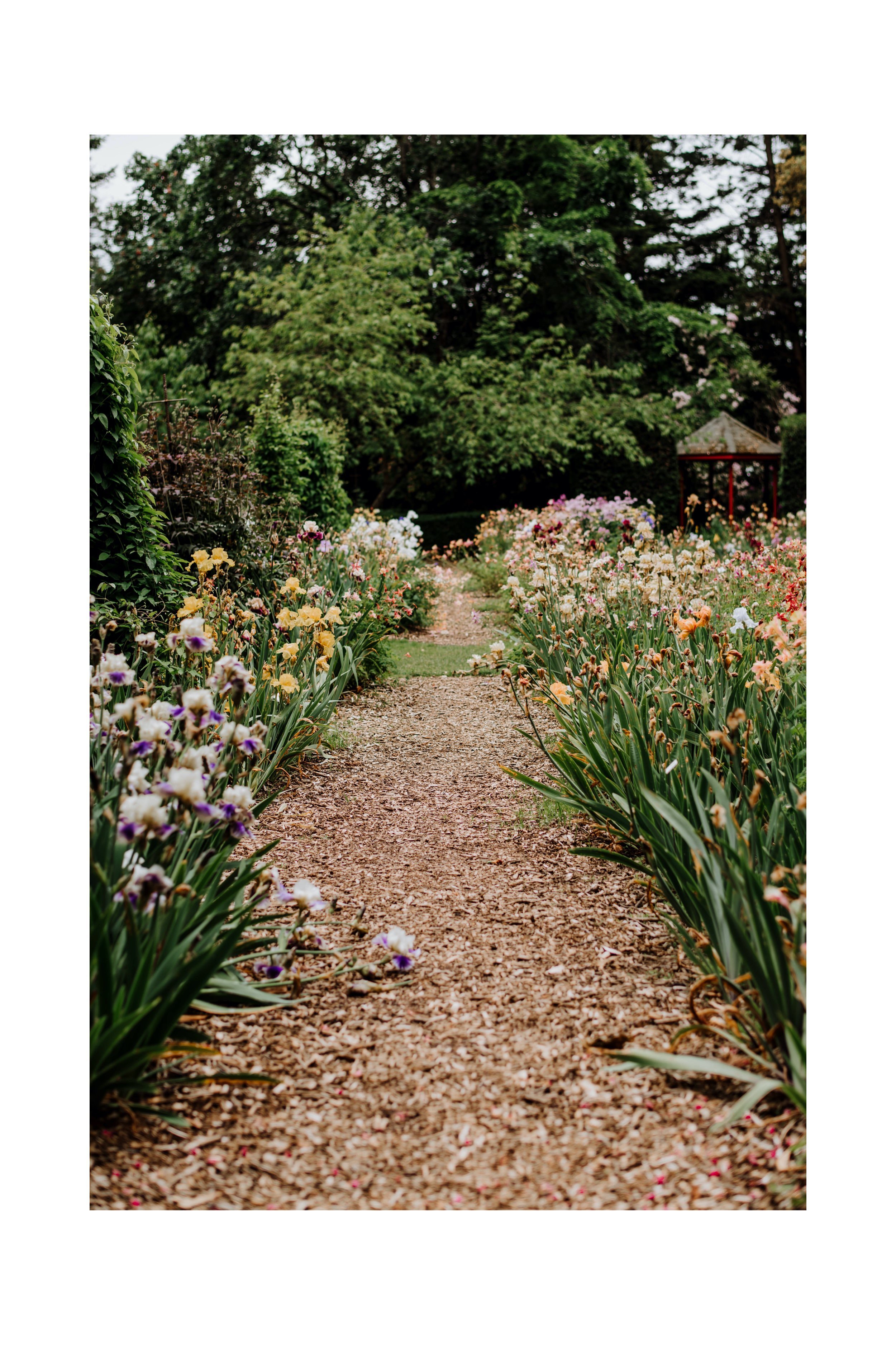 schreiner's-gardens-Iris-farm-engagement-photos22.jpg