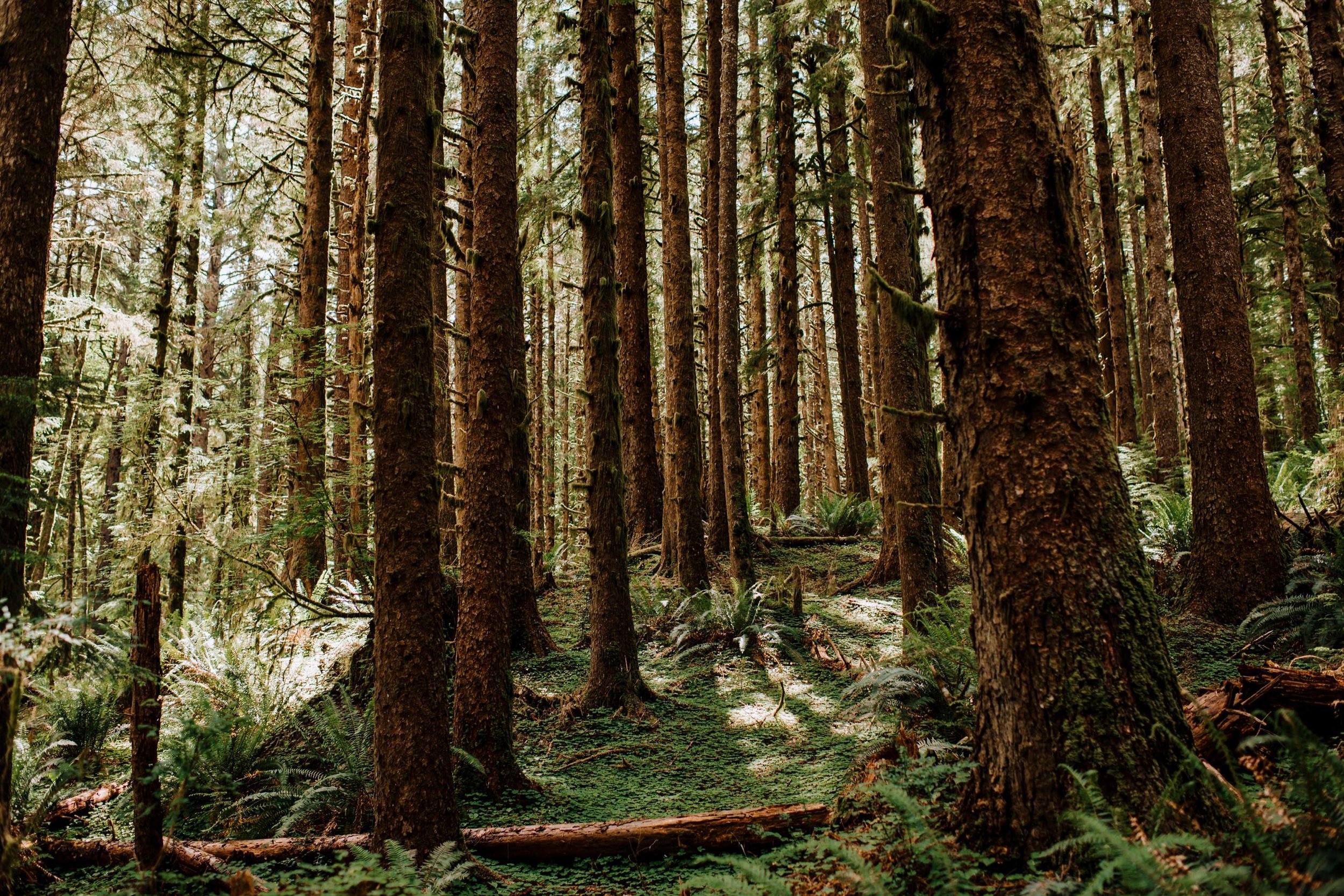 Intimate-Elopement-at-Ecola-State-Park001.jpg