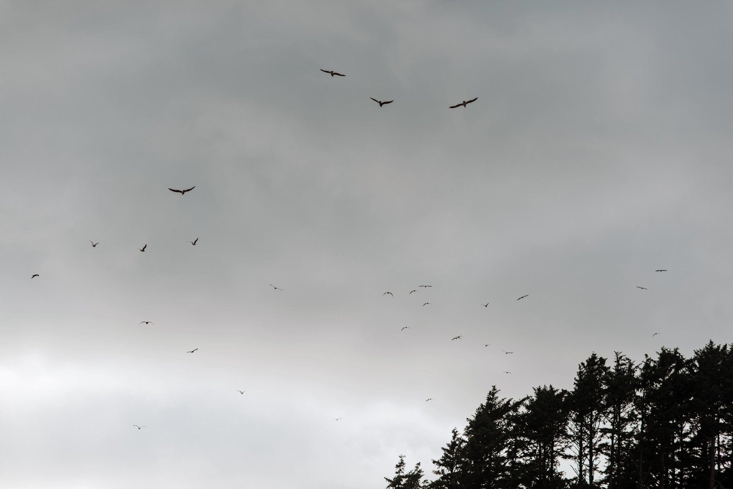 Intimate-Elopement-at-Ecola-State-Park070.jpg