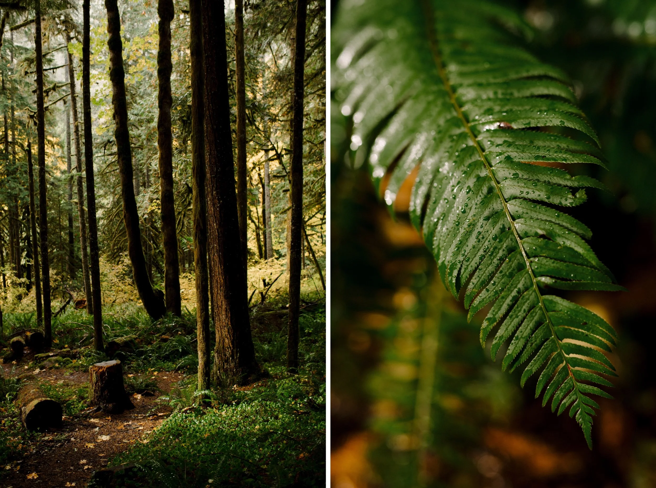 010_S&A-FOREST-ELOPEMENT-017_S&A-FOREST-ELOPEMENT-013.jpg