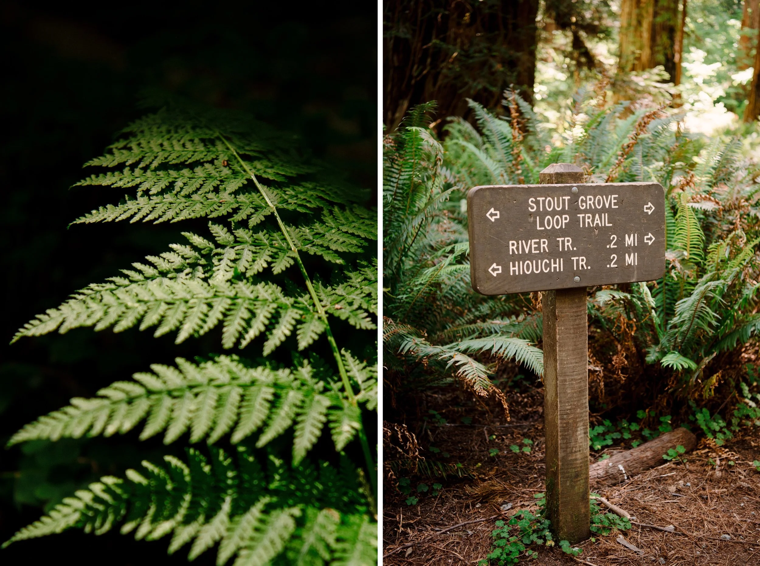 Red-Woods-Oregon-Coast-elopement-Karina-Maks-Photography002.jpg