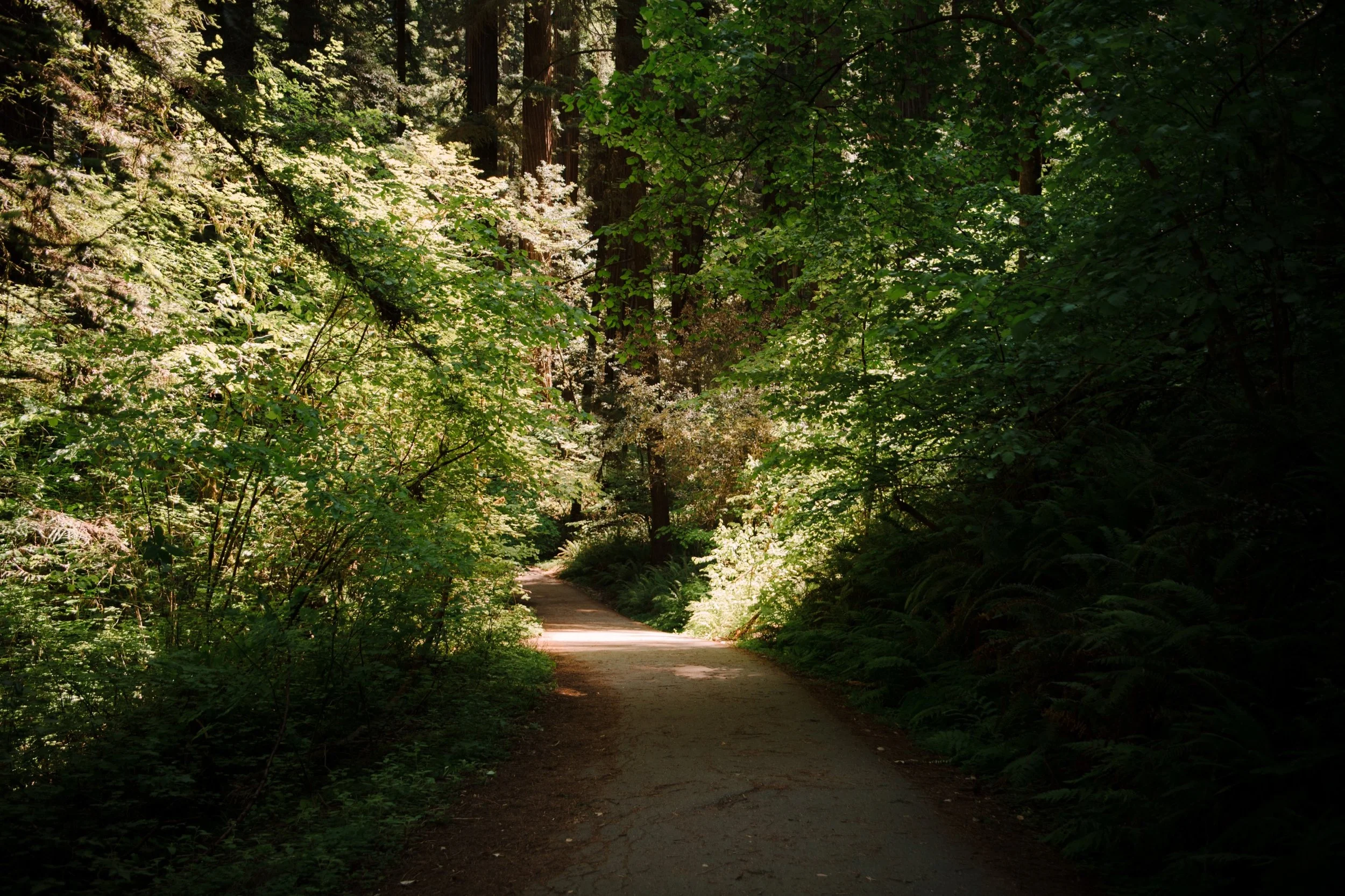 Red-Woods-Oregon-Coast-elopement-Karina-Maks-Photography001.jpg