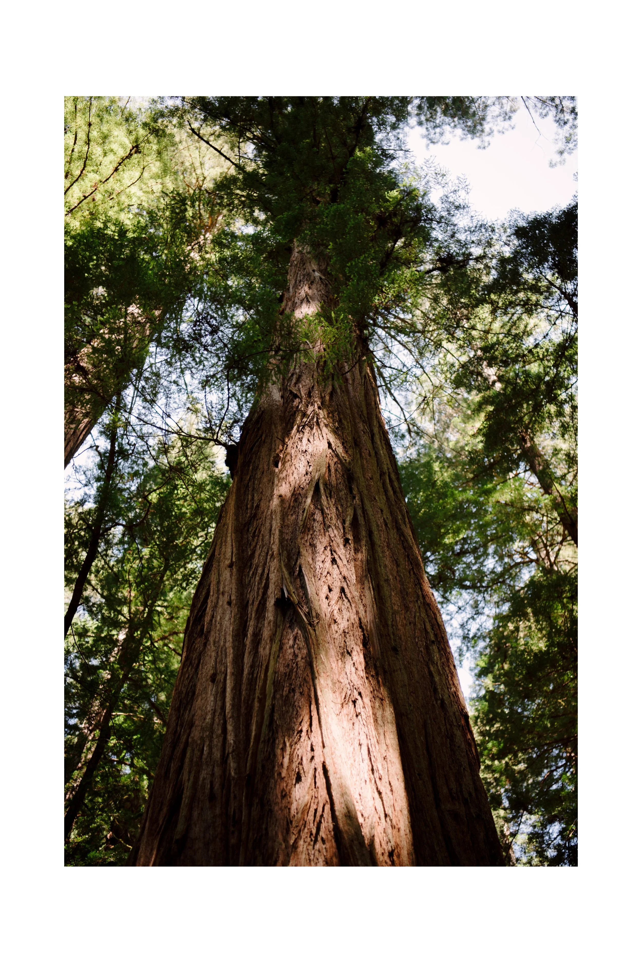 Red-Woods-Oregon-Coast-elopement-Karina-Maks-Photography004.jpg