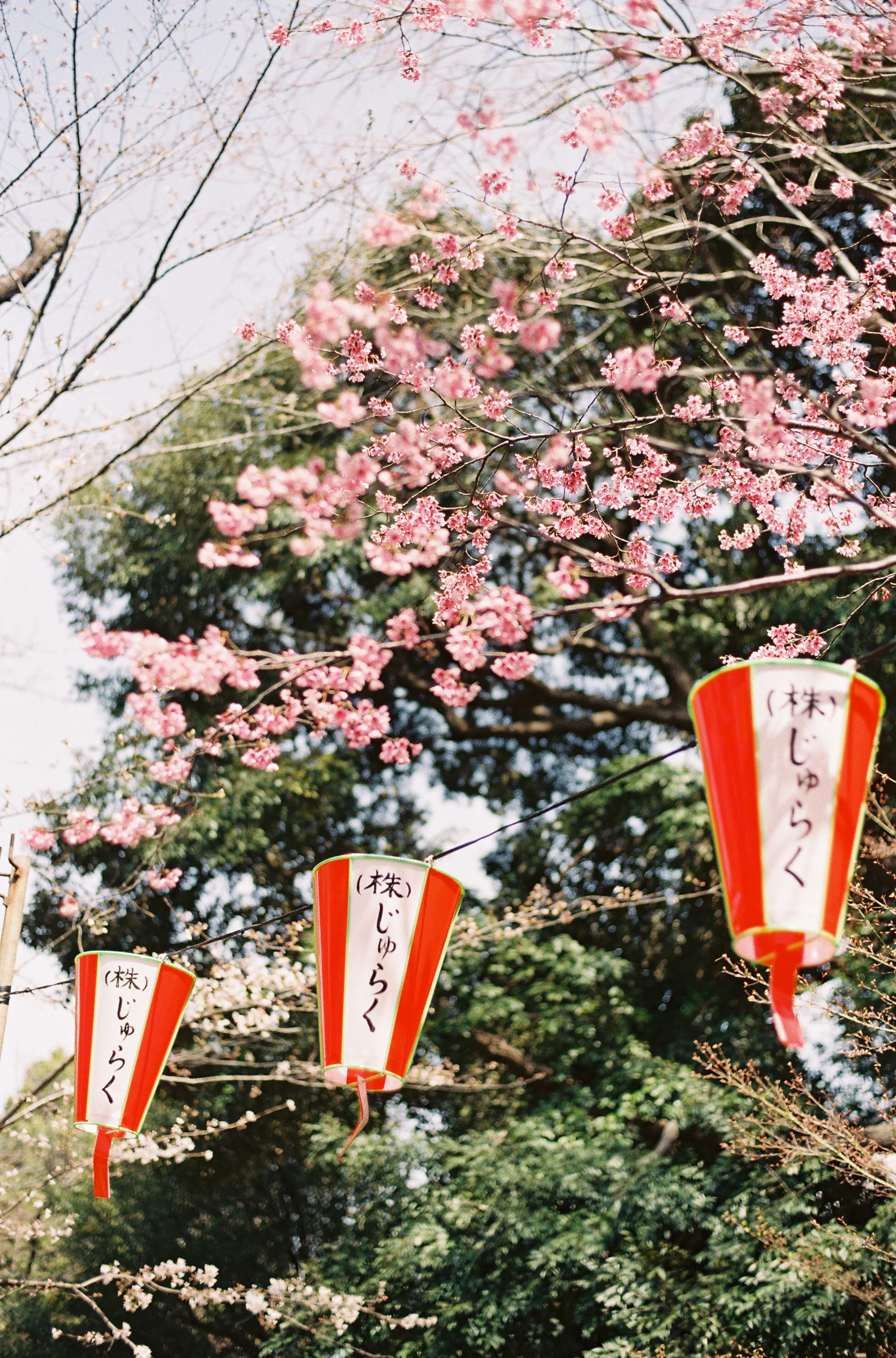 AmandaHartfield_Japan-87.jpg