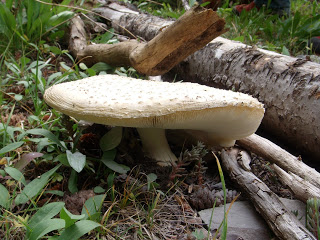 idaho