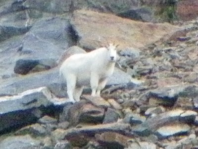 Mountain Goat- peak behind Cobb- Big Basin- ID