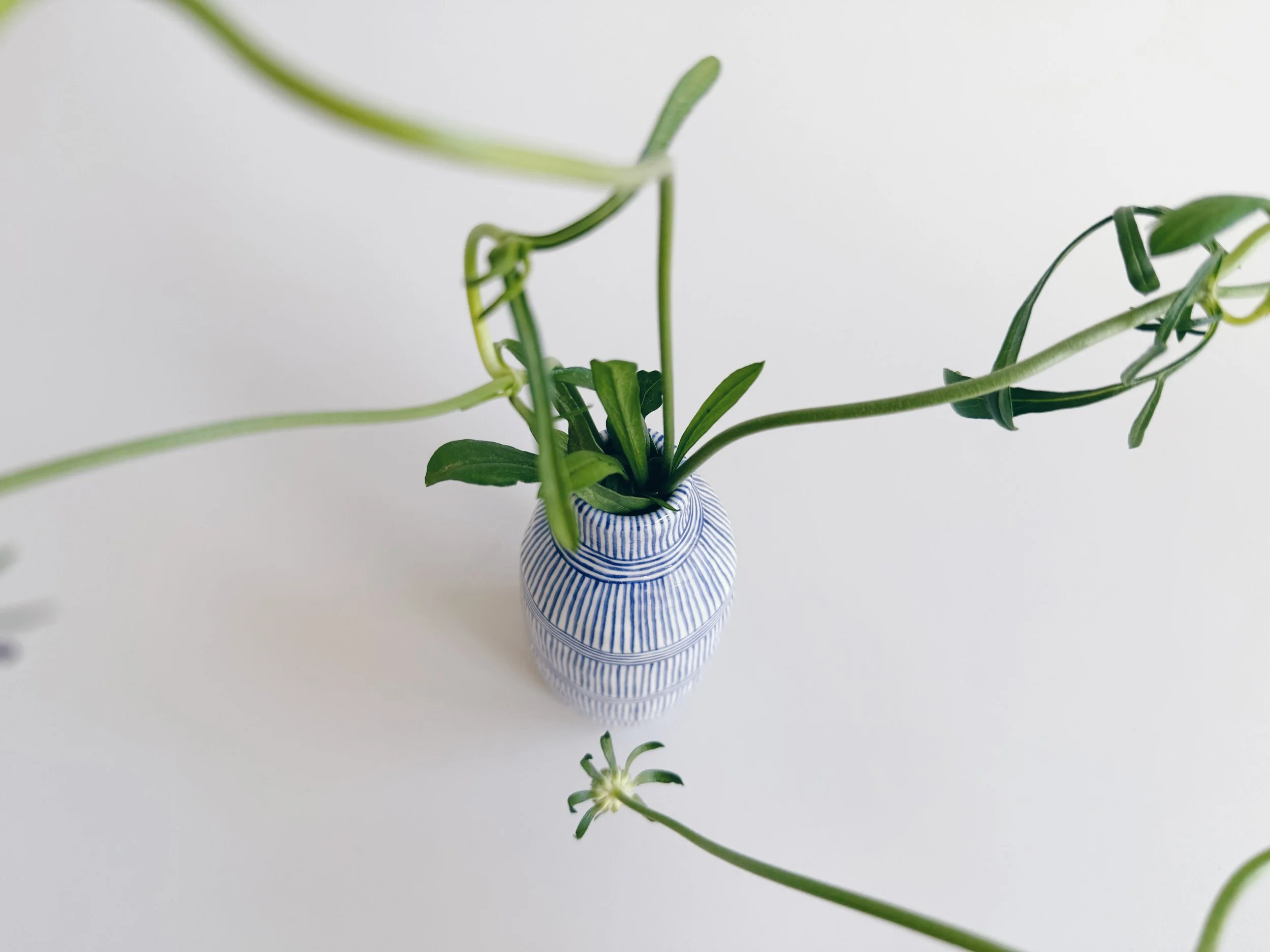 cmb_vase_6_1.jpg