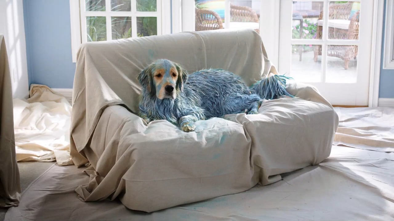 "Blue Dog" — BENJAMIN MOORE PAINT