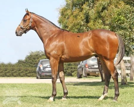 Pictured: The Beneteau-Rocketing colt purchased by Blue Sky Bloodstock &amp; Mick Price for $170,000. (PHOTO: Magic Millions/Musk Creek Farm)