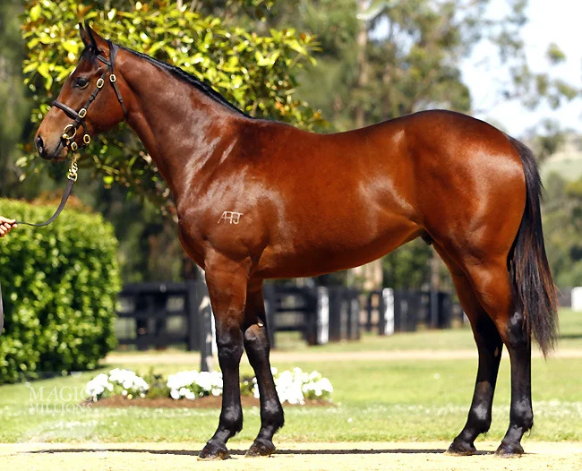 Magic Millions Premier Sale Lot 529 - FASTNET ROCK/ LIVEALIFEOFLOVE colt