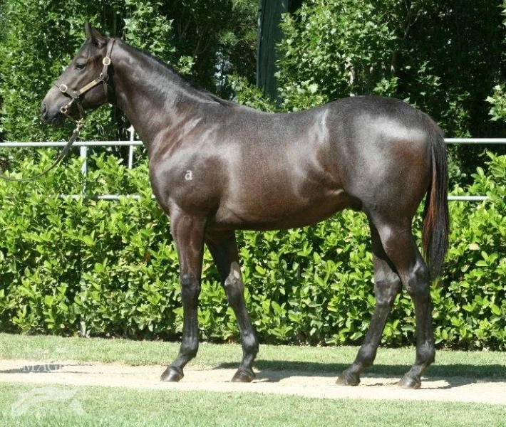 Magic Millions Premier Sale Lot 197 - NORTHERN METEOR/ AGONY COLT