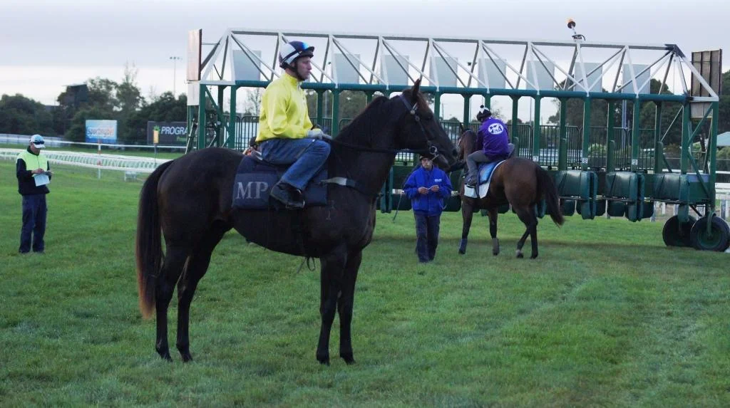 Pressing (Sebring/Lamiraqui) pictured at Caulfield. A $100,000 yearling purchase for Blue Sky Bloodstock/Mick Price at Inglis Easter 2013 from the draft of Widden Stud. 