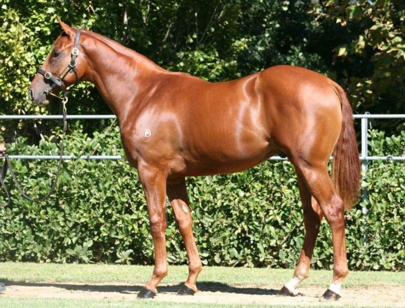Lot 241 - By Northern Meteor ex Tara's Spur colt, purchased for $450,000 by Blue Sky Bloodstock/Gai Waterhouse Racing
