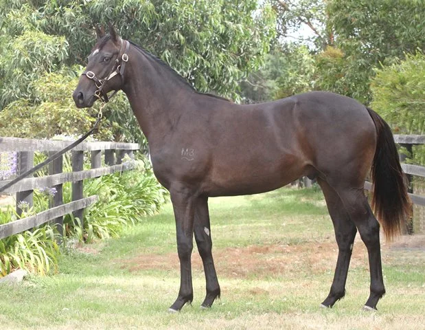 Lot 555 - By Snitzel ex Venus colt, purchased for $180,000 by Blue Sky Bloodstock/Dean Hawthorne Bloodstock