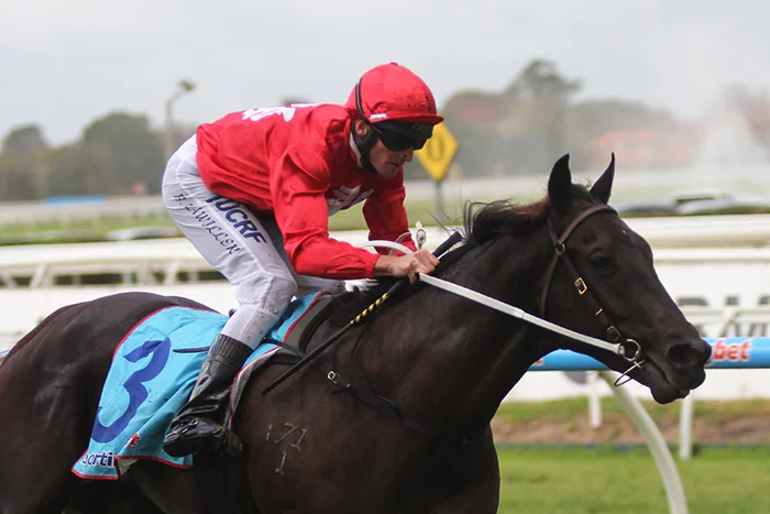 Exciting 2yo Sebring colt Pressing, a graduate of the Inglis Easter Yearling Sale. Picture by Turfpress