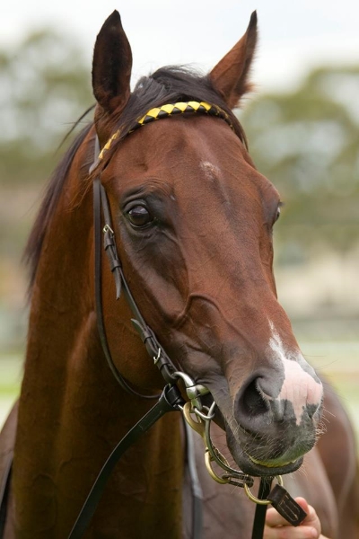 Exciting Starcraft gelding Havana contests the Listed Mick Dittman Plate.