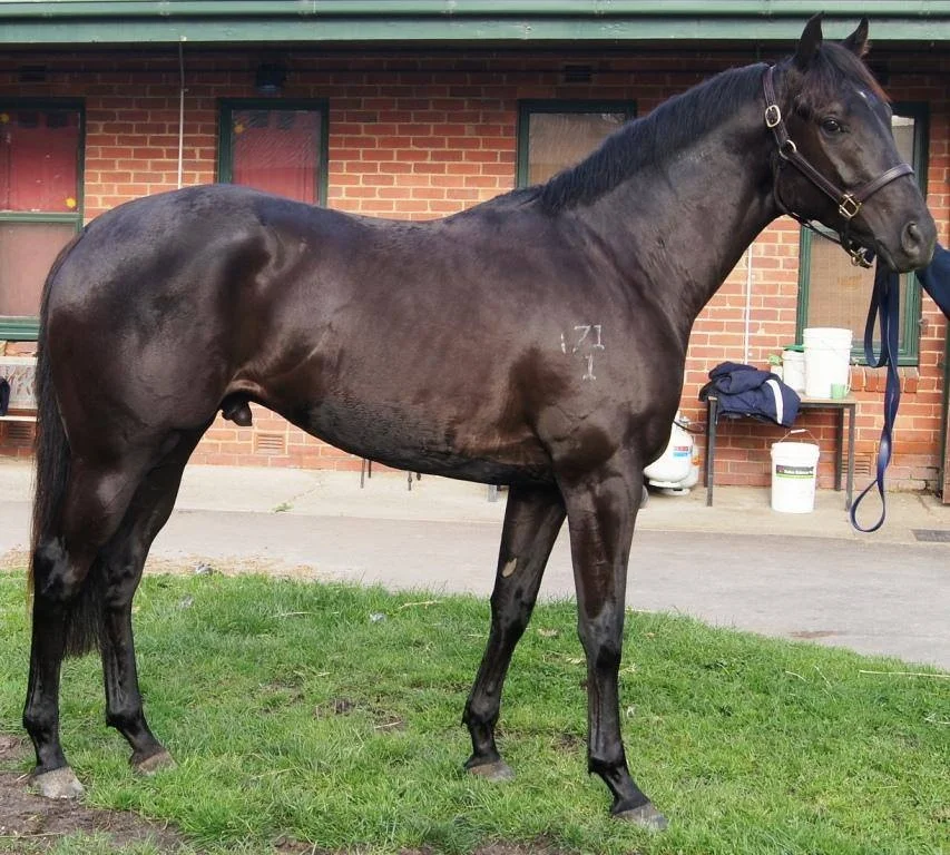 Stakes winning juvenile PRESSING (Sebring) has returned to training ahead of his spring 3yo campaign with Mick Price 
