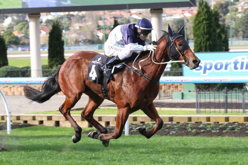 Stakes winner Nordic Empire went down by a narrow margin in the Group Three HDF MCNeil Stakes. (photo by Race Horse Photos Australia)