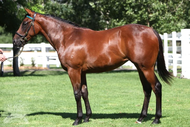 Pouting (Fastnet Rock) as a yearling before being purchased by Blue Sky Bloodstock and Badger's Bloodstock at the Magic Millions Yearling Sale