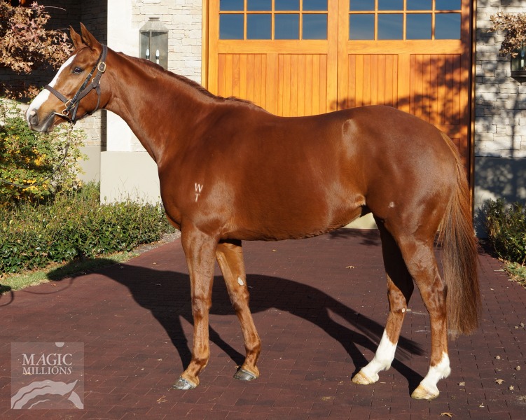 Rahy Storm (USA) (Rahy x Western Vision) at the recent Magic Millions National Broodmare Sale.