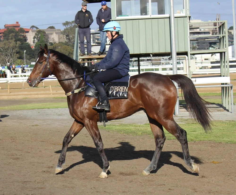 Two-year-old colt Prompt Return (Beneteau x Promt) pictured at track work recently.