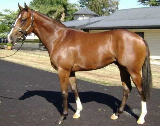 Pictured as a yearling, I'LL TAKE THE JAG, now a 3yo has thrived in recent weeks as he heads to the trials