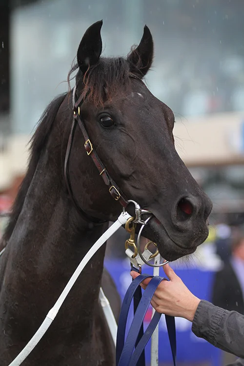 Pressing (Sebring) resumes i n Saturday's Group Three Telstra Phoneword Stakes
Normal
0
false
false
false
EN-AU
X-NONE
X-NONE
/* Style Definitions */
table.MsoNormalTable
{mso-style-name:"Table Normal";
mso-tstyle-rowband-size:0;
mso-tstyle-colband-size:0;
mso-style-noshow:yes;
mso-style-priority:99;
mso-style-parent:"";
mso-padding-alt:0cm 5.4pt 0cm 5.4pt;
mso-para-margin:0cm;
mso-para-margin-bottom:.0001pt;
mso-pagination:widow-orphan;
font-size:10.0pt;
font-family:"Times New Roman","serif";}
(1200m) at Moonee Valley