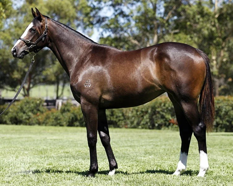 Arrowfield Stud Lot 788: Beneteau x Growing Market, by Green Dancer filly - $70,000
