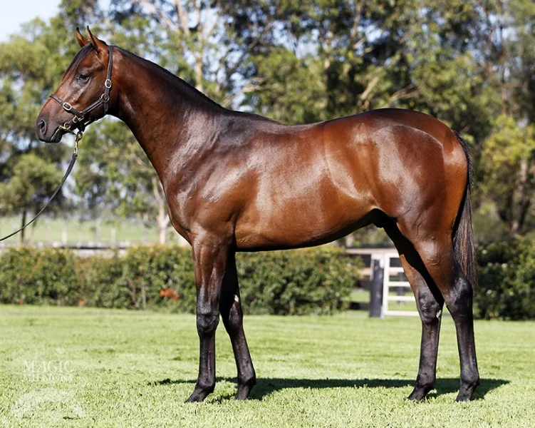 Arrowfield Stud Lot 860: Beneteau x Sassy Peg, by Fusaichi Pegasus colt - $220,000