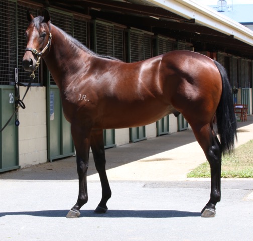 Rosari Farm Lot 536: Exceed And Excel x Quack It, by Ustinov - $380,000 Blue Sky Bloodstock/Gai Waterhouse Racing