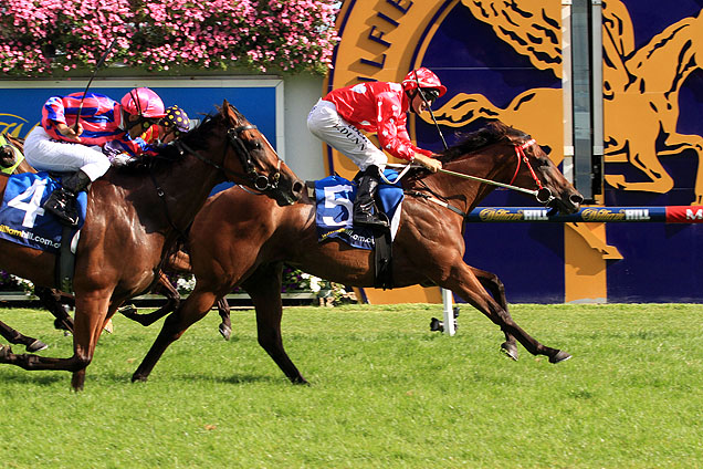 SHAMAL WIND - Procured and purchased privately in 2014 and sold to James Harron Bloodstock' client Donna Love. The well bred mare went to win at Listed and Group 1 level in 2015 for her new owners. The valuable racing and breeding prospect now heads to Royal Ascot in 2015. 