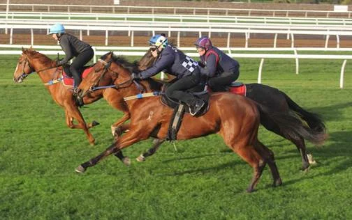 Pictured closest to the camera, the Snitzel x Movie colt has a jumpout at Flemington.