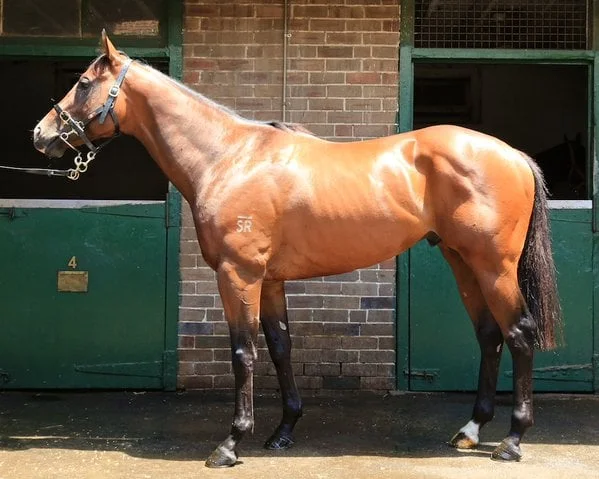 3yo colt Zoutenant (Zizou x Tenant's Tiara) pictured at the stable of Gai Waterhouse, taken on Dec 31, 2015