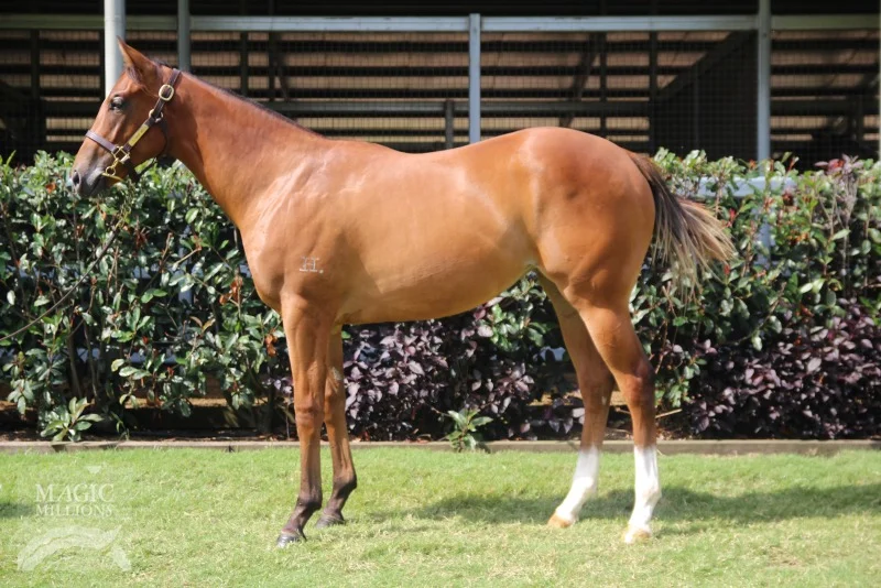 Lot 286: Redoute's Choice x Hanky Panky filly - click image to view Sirecam footage