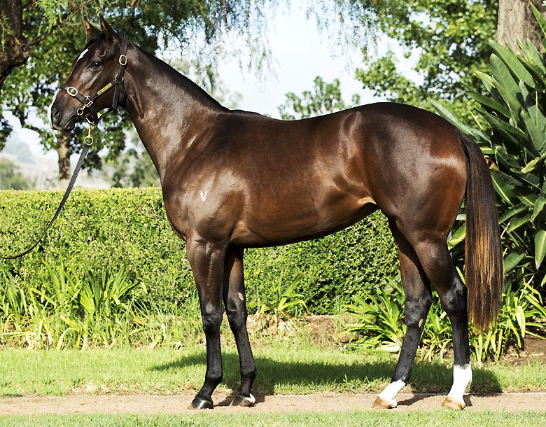 Lot 16 yearling with Gai.jpg