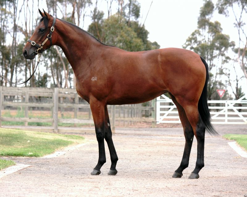 Lot 30 yearling 1 with Gai.jpg