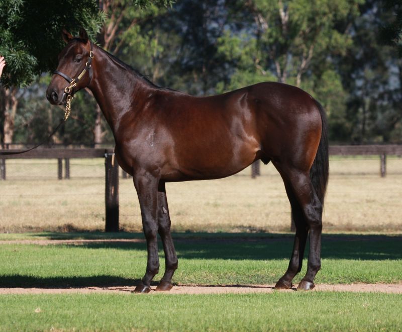 Lot 110 yearling with Gai.jpg